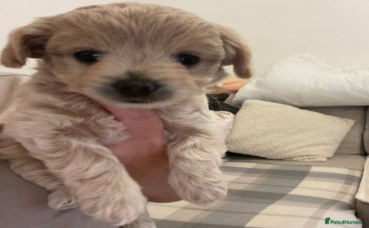 Chipoo dogs - Advert 1