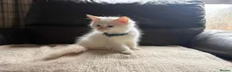 Ragdoll cats for sale: Six beautiful ragdoll kittens - Advert 11