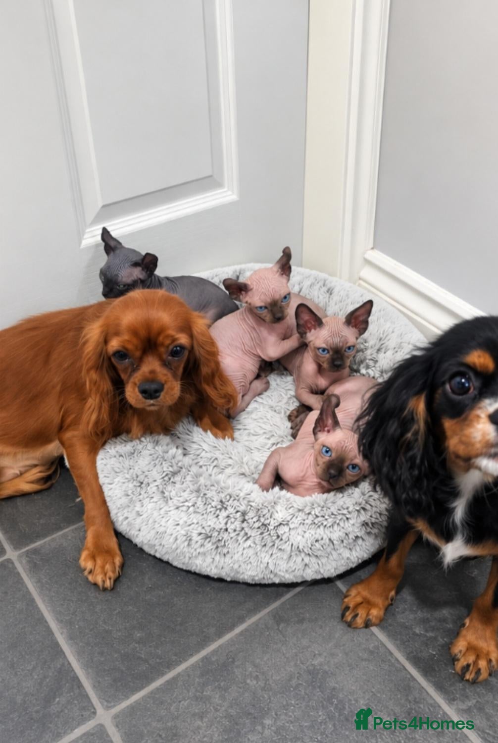 Sphynx cats READY SOON🩵🩵 SPHYNX KITTENS 🩵🩵 TESTED - Advert 2