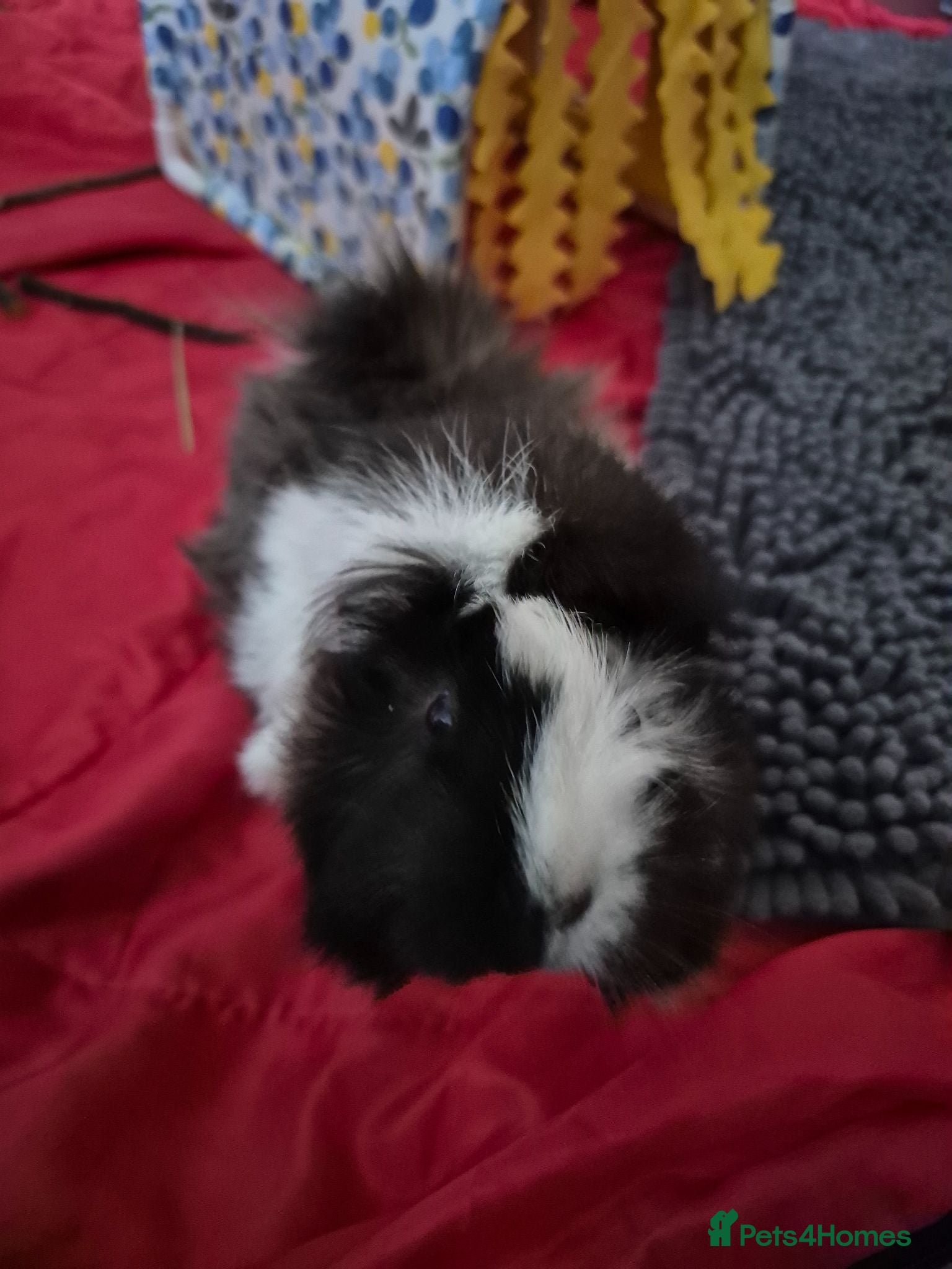 Guinea Pig rodents Free Guinea Pigs - Advert 1