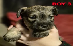 Miniature Schnauzer dogs for sale: Miniature Schnauzer puppies kc reg Ready to view - Image 8