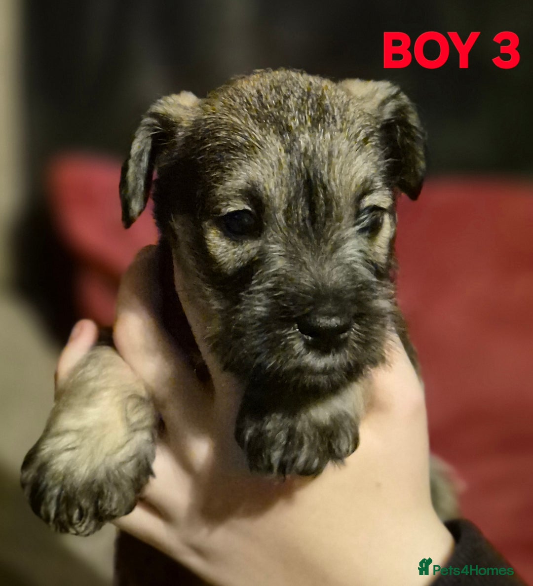 Miniature Schnauzer dogs for sale: Miniature Schnauzer puppies kc reg Ready to view - Image 8