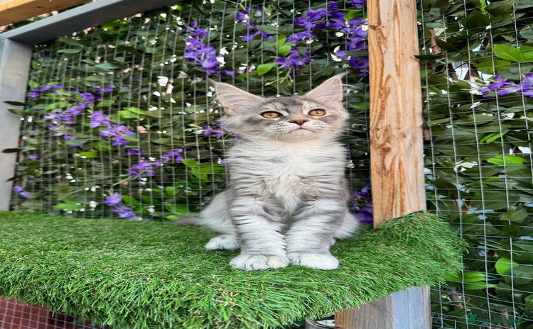 Maine Coon cats - Advert 4