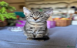 Savannah cats for sale: Savannah x Dorset Lad  - Image 3