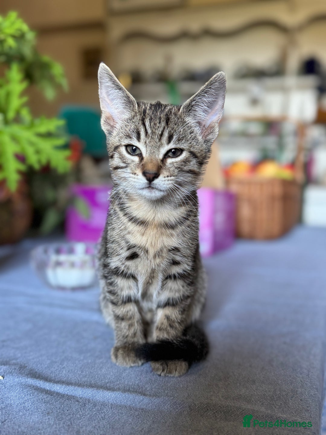 Savannah cats for sale: Savannah x Dorset Lad  - Image 3