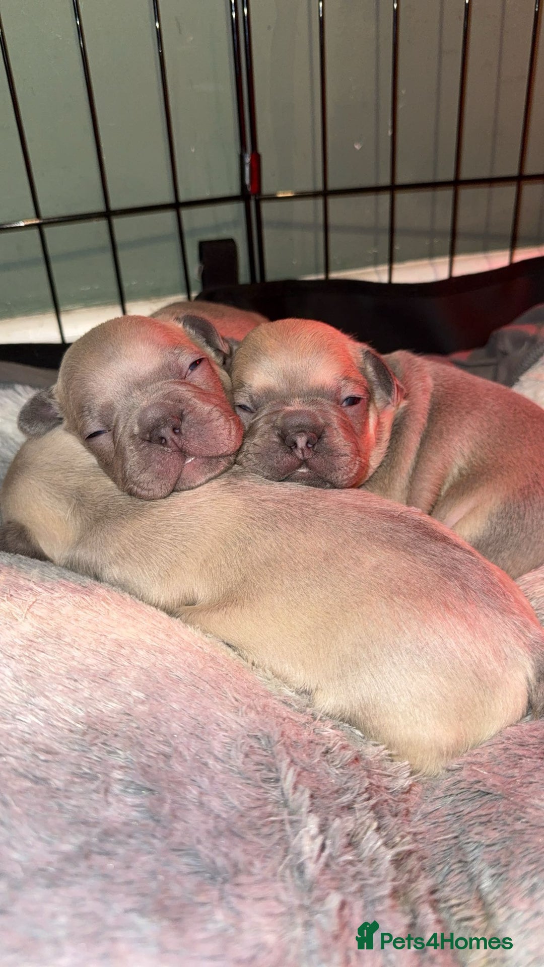 French Bulldog dogs for sale: French bull dog puppy’s  - Advert 4