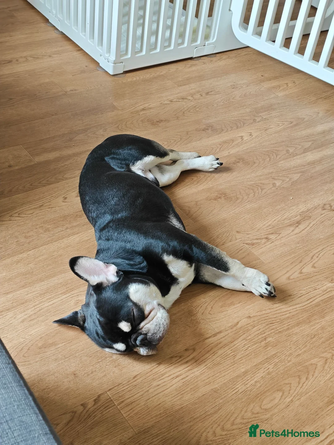 French Bulldog dogs for sale: Lovely French Bulldog in Bromley - Advert 3