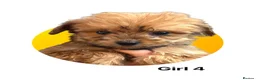Cockapoo dogs for sale: F1b merle cockapoo  in Bicester - Advert 10