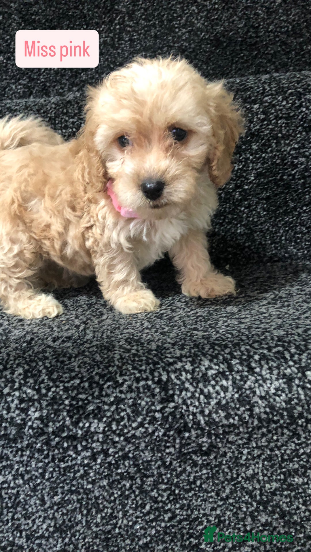 Cockapoo dogs for sale: F1b toy cockapoo puppies - Image 14