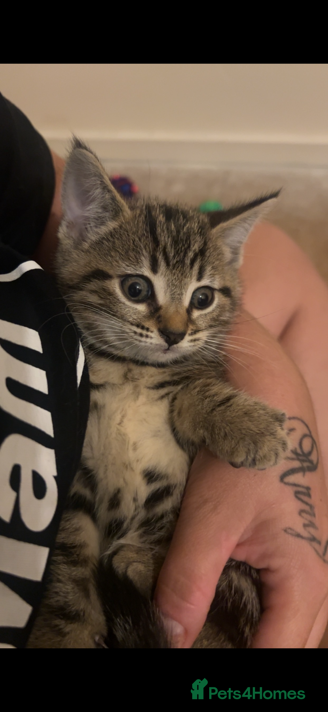 Mixed Breed cats for sale: Two tabby kittens available now £80 - Image 6