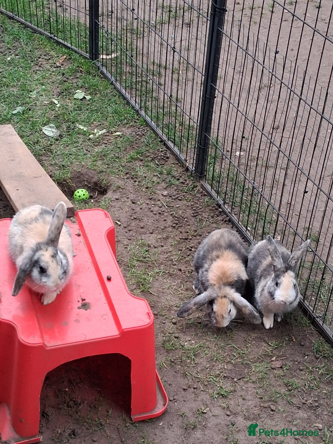 Rex rabbits for sale: Super Cute Baby bunnies! Rex x Lops - Image 9