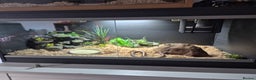 Boa Snake reptiles for sale: Sand boa with setup - Advert 2