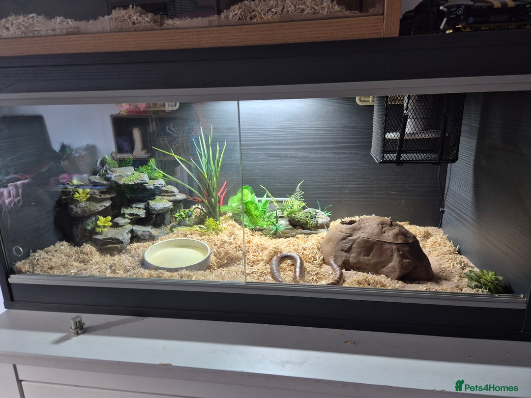 Boa Snake reptiles for sale: Sand boa with setup - Advert 2