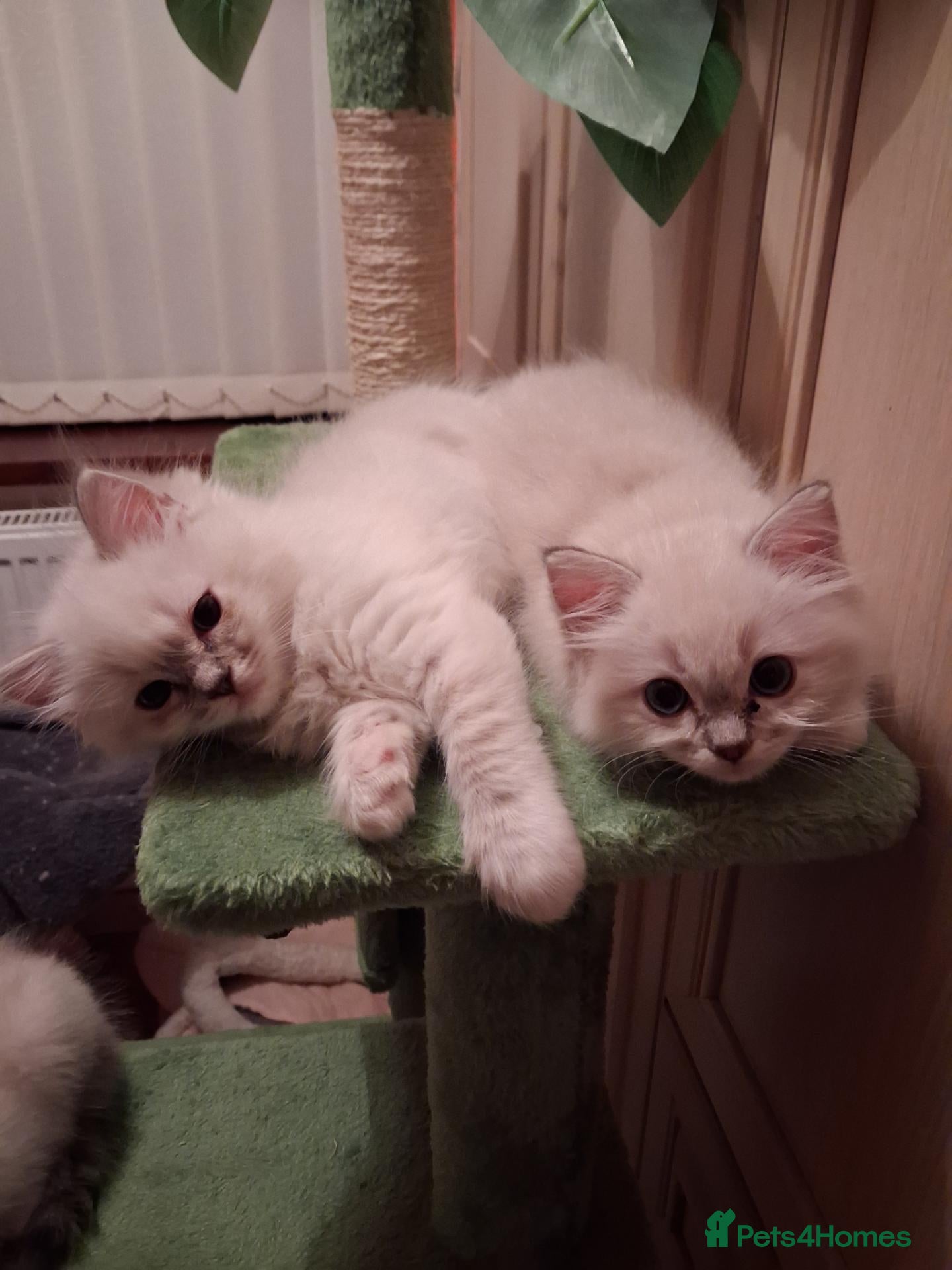 Ragdoll cats Ready Now Beautiful GCCF Ragdoll  - Advert 5