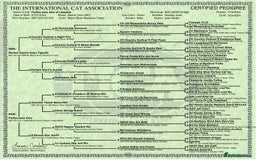 Maine Coon cats for sale: Maine Coon Kittens - Image 7