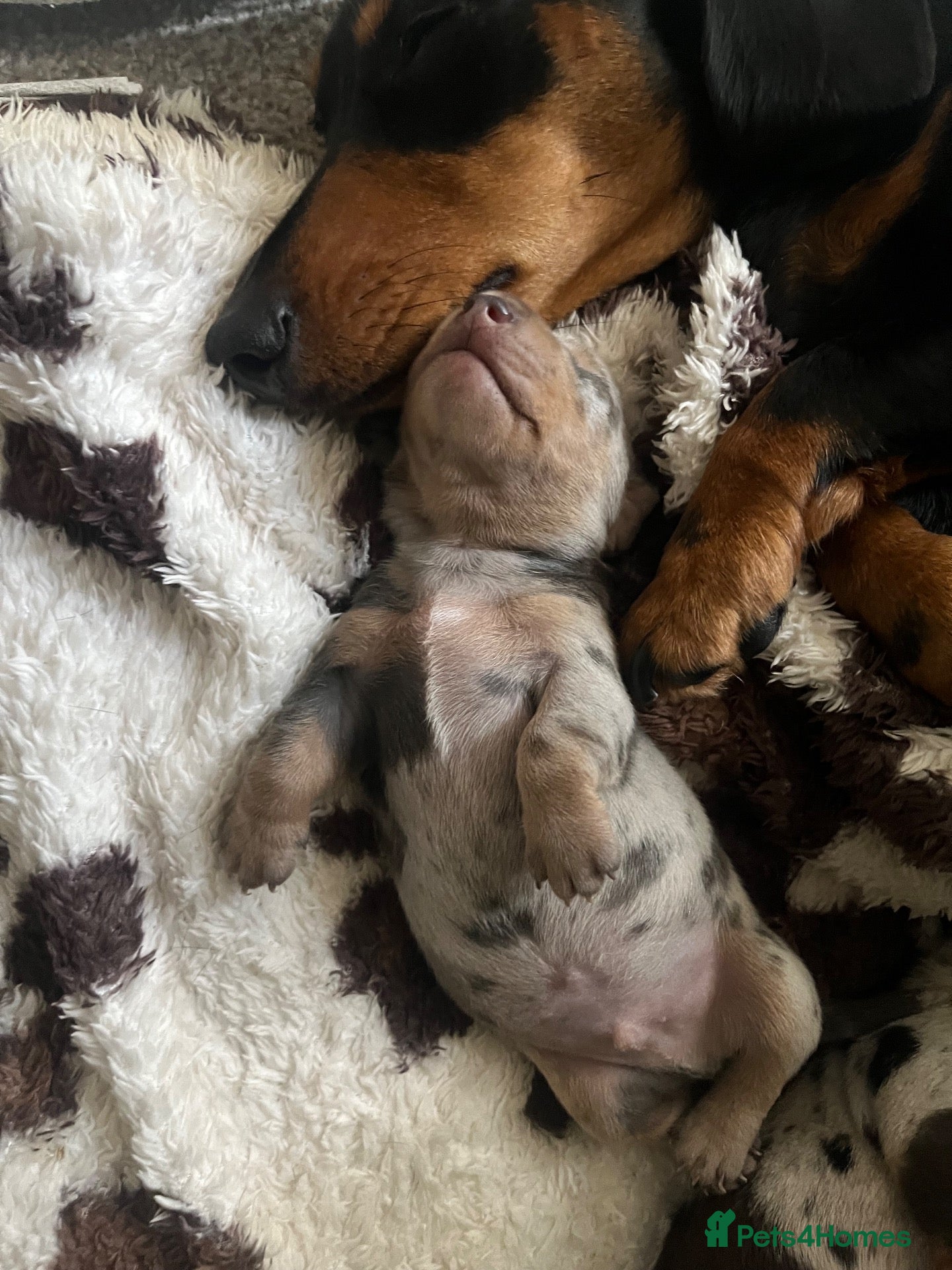 Miniature Dachshund dogs 5*homes ONLY- smooth haired miniature dauchunds    - Advert 1