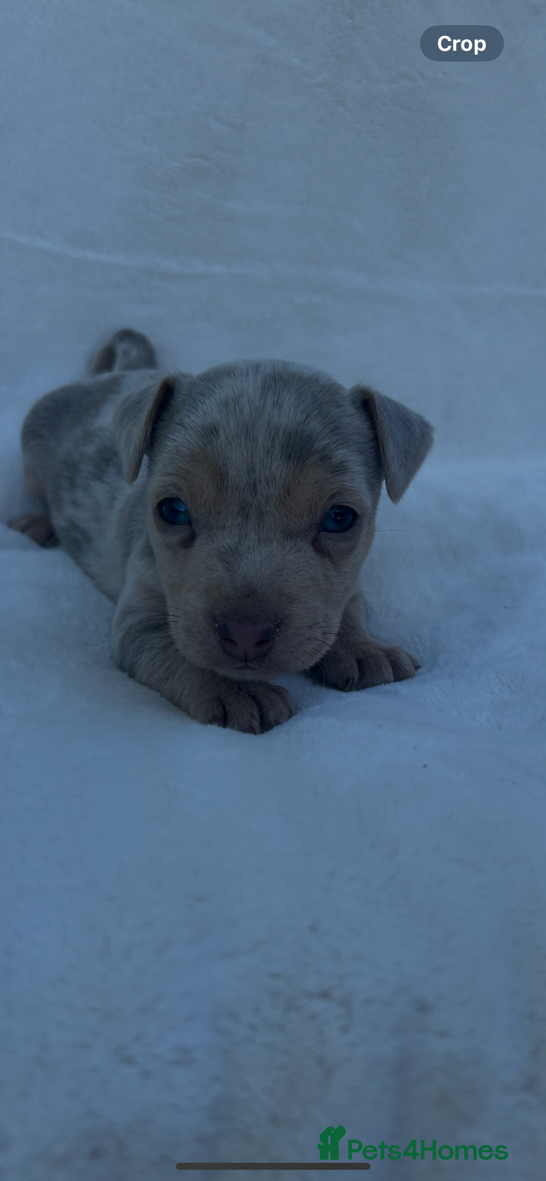 Jack Russell dogs for sale: Stunning Jack Russell Puppies  - Image 3