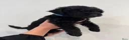 Patterdale Terrier dogs for sale: 3 Rough Coat Patterdale Terrier Puppies - Advert 7