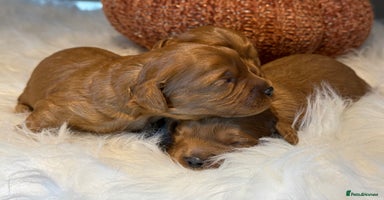 Cavapoo dogs - Advert 8