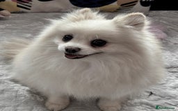 Pomeranian dogs for adoption: Sarah’s Story: From Misery to Hope - Image 9