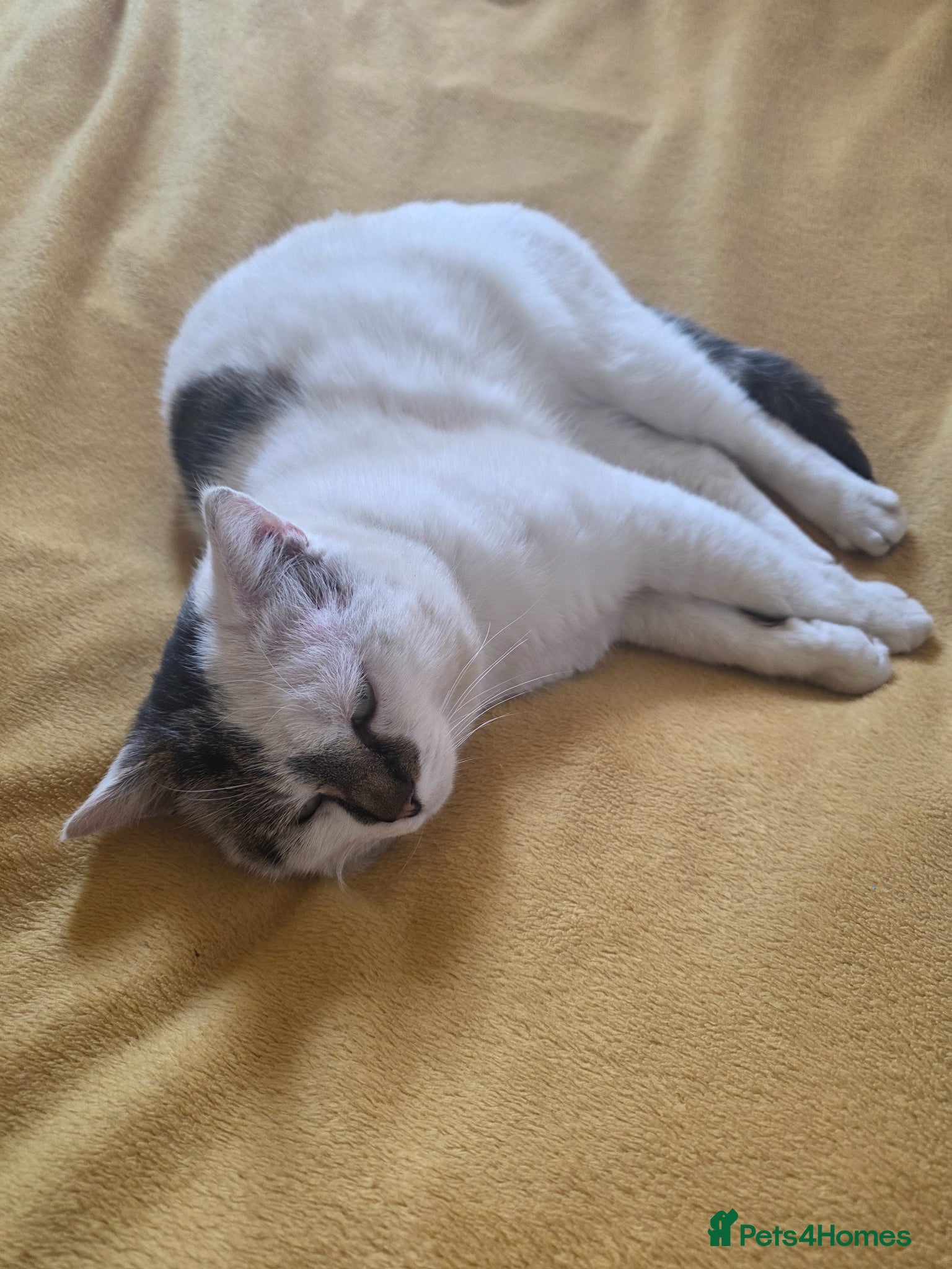 Mixed Breed cats White & grey, calm & gentle — for free - Advert 1