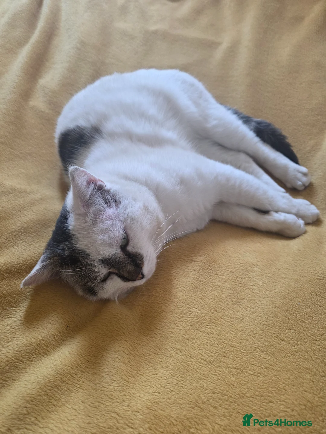 Mixed Breed cats for sale: White & grey, calm & gentle — for free - Advert 1