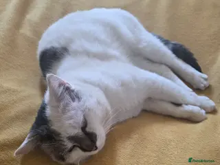 Mixed Breed cats White & grey, calm & gentle — for free - Advert 1