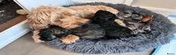 Cockapoo dogs for sale: STUNNING TOY COCKAPOOS  in Withernsea - Advert 3
