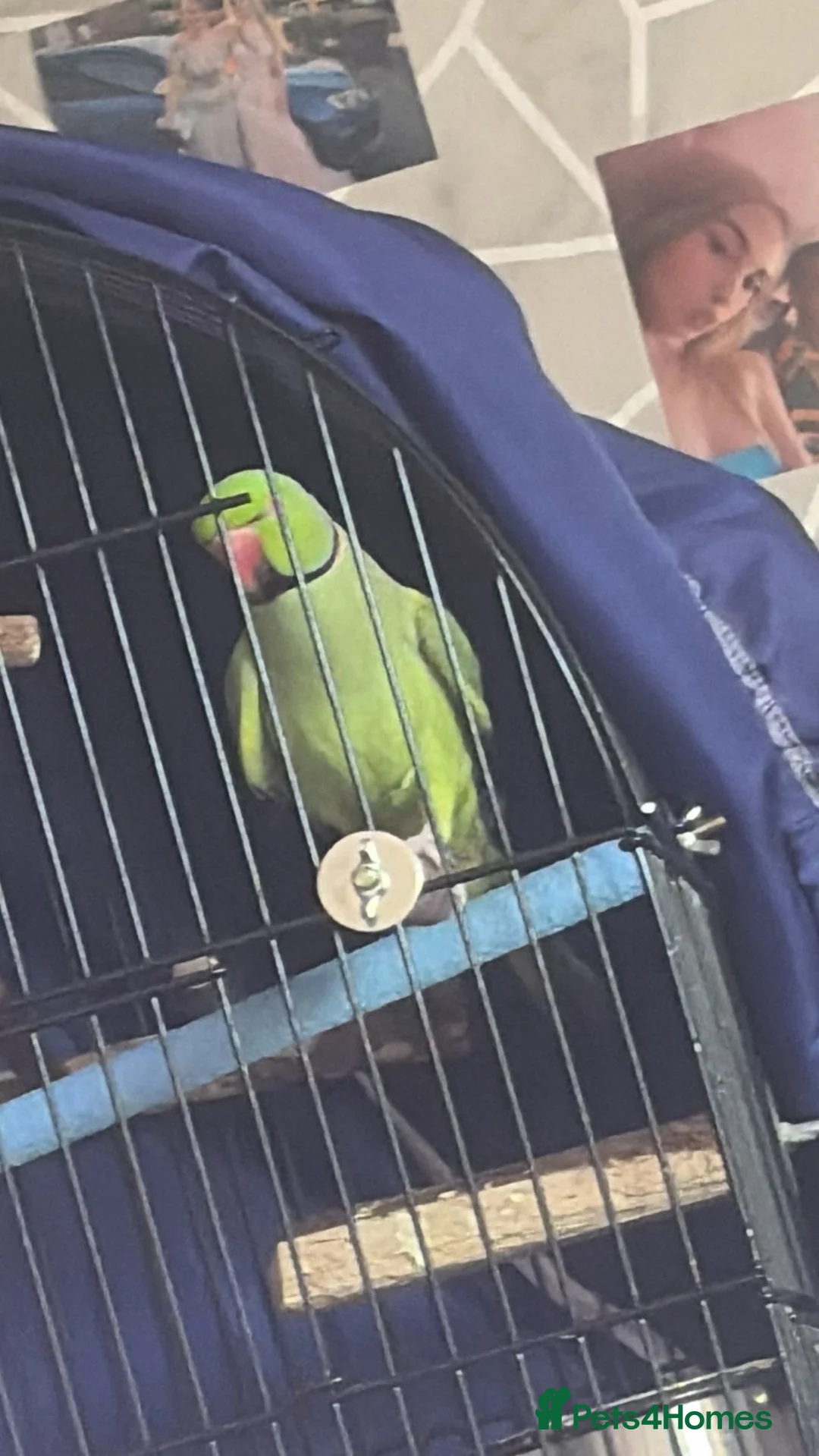Ringnecks birds for sale: Beautiful male ringneck - Advert 1