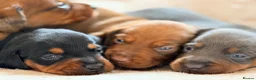 Miniature Dachshund dogs for sale: 🌈 🐾Beautiful Dachshund Rainbow Litter🐾🌈 - Advert 22