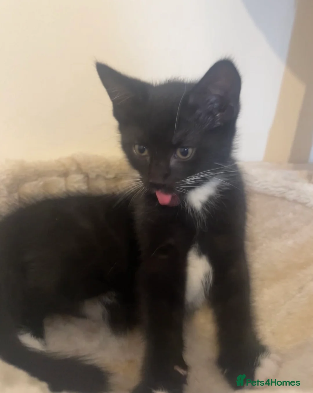 Mixed Breed cats for sale: Beautiful black&white tux tabby for sale ( male) in Ebbw Vale - Advert 3