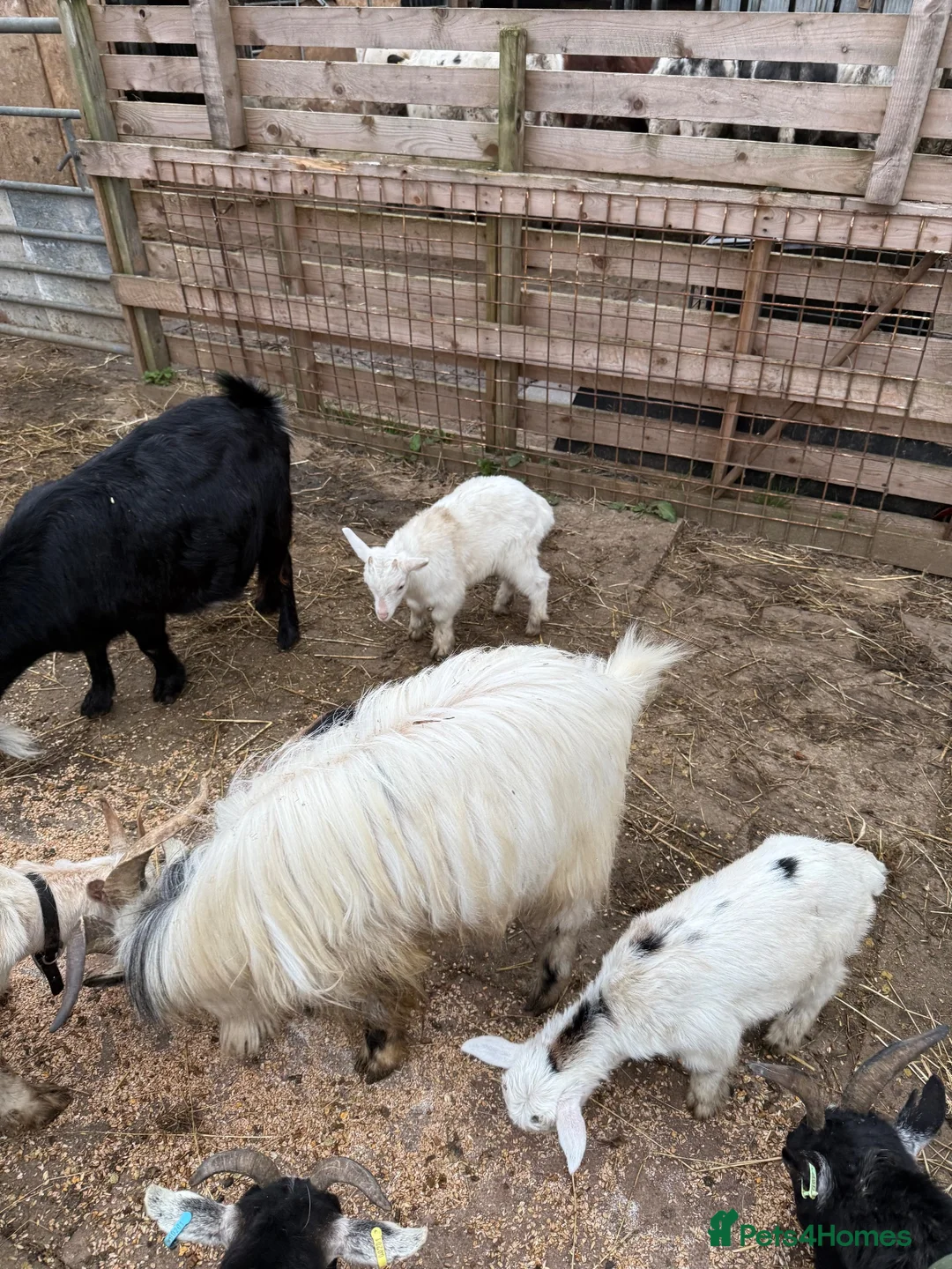 Goats livestock for sale: Beautiful baby mini pigmy goats  - Advert 5