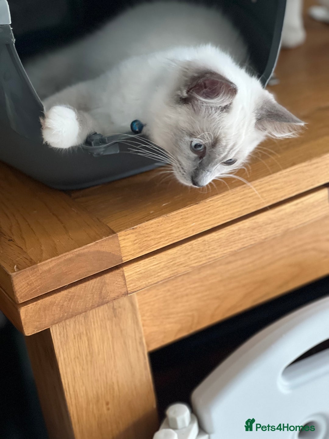 Ragdoll cats for sale: Blue mitted and bicolour ragdolls - Image 23