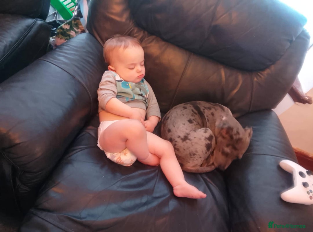 Mixed Breed dogs for sale: Stunning pup - Image 5