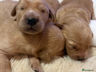 Golden Retriever dogs Golden retriever puppies kc reg dark - Advert 3