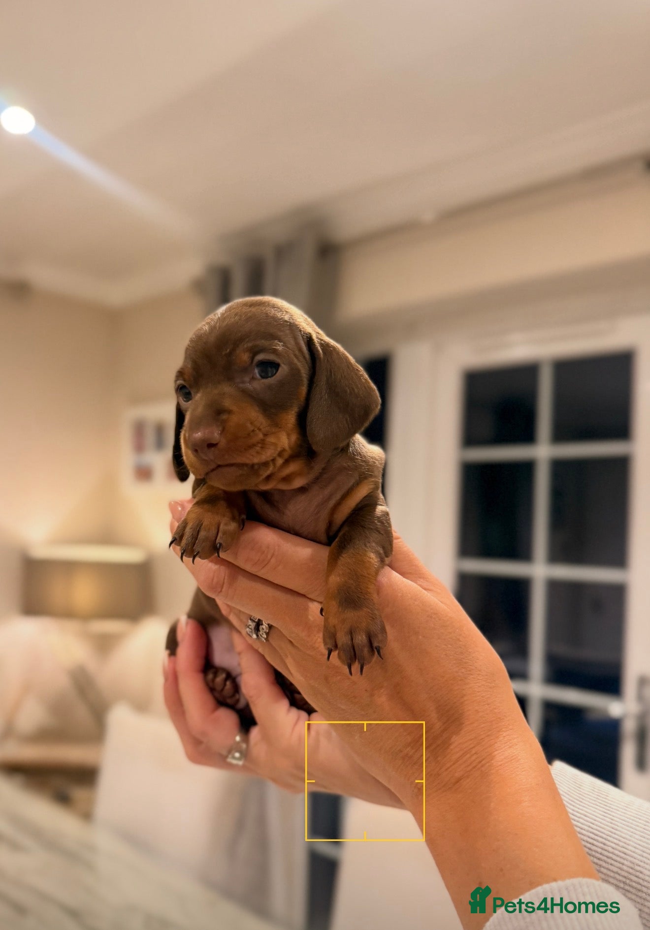 Miniature Dachshund dogs Outstanding Litter - Advert 2