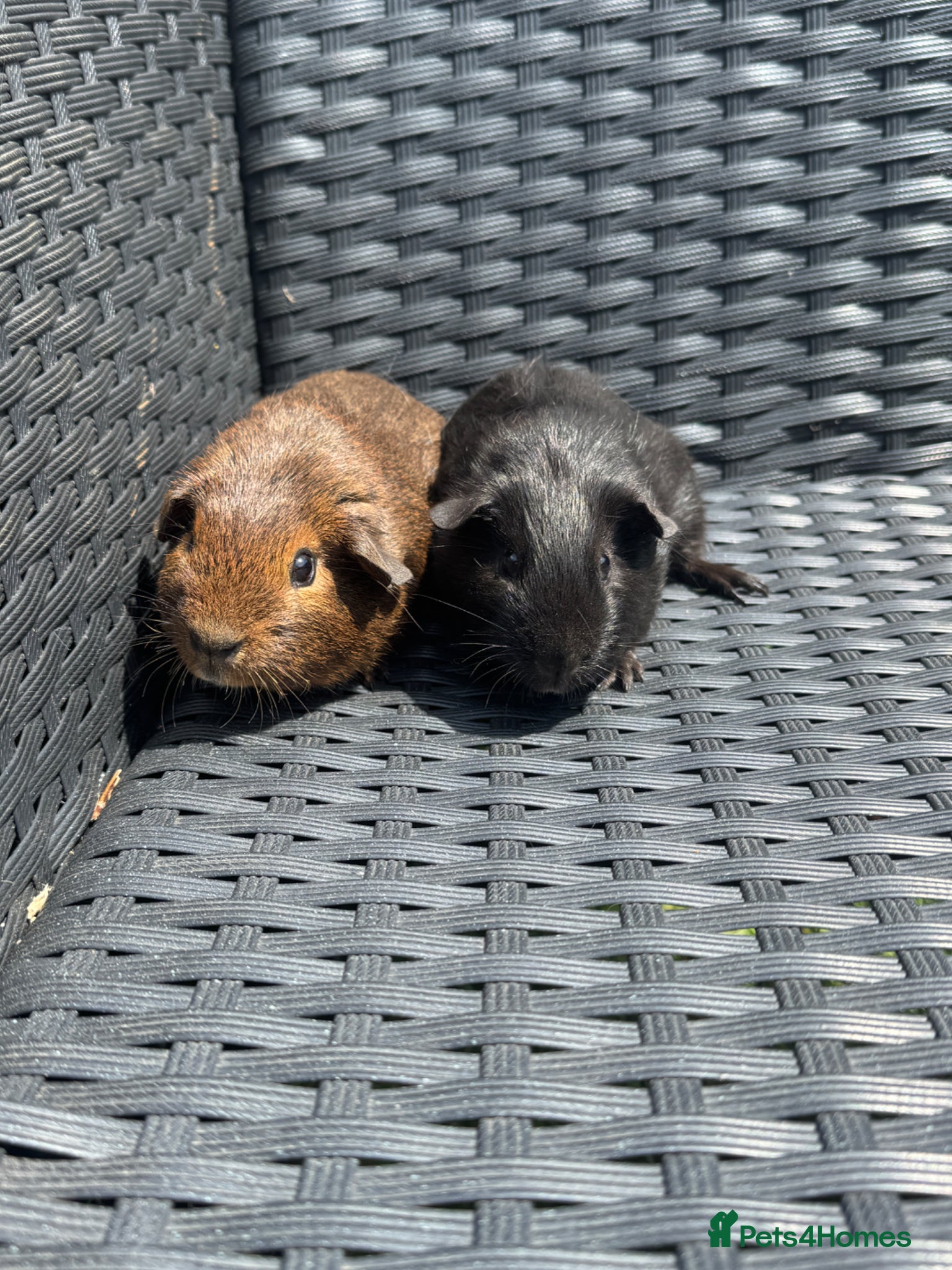 Guinea Pig rodents for sale: Pair of brothers  in Billingshurst - Advert 2