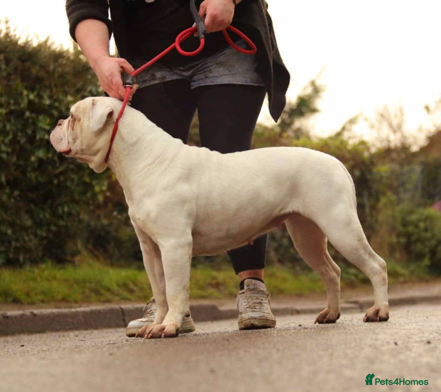 Alapaha Blue Blood Bulldog dogs Stunning Male IABBR Alapaha puppies - Advert 2