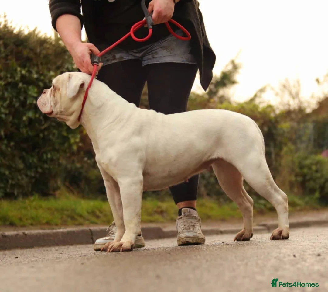 Alapaha Blue Blood Bulldog dogs for sale: Stunning Male IABBR Alapaha puppies - Advert 2