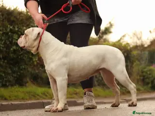 Alapaha Blue Blood Bulldog dogs Stunning Male IABBR Alapaha puppies - Advert 2
