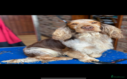 Cocker Spaniel dogs for sale: Outstanding  Kc registered show spaniels  in Doncaster - Image 21
