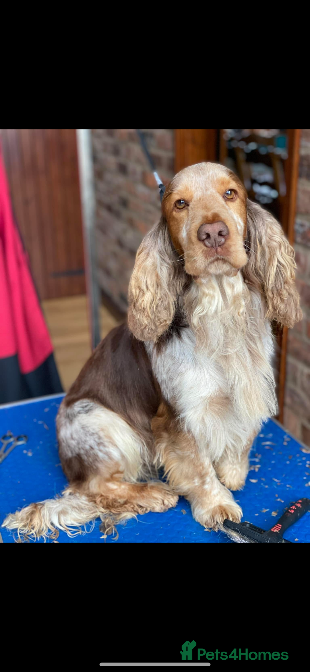 Cocker Spaniel dogs for sale: Outstanding  Kc registered show spaniels  in Doncaster - Image 21