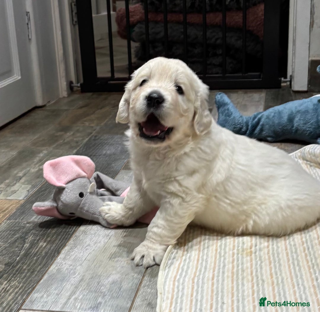 Golden Retriever dogs for sale: Gorgeous KC Reg Golden Retriever Puupies - Image 10