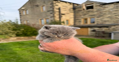 British Shorthair cats - Advert 2
