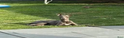 Whippet dogs for sale: Blue whippet puppies 💙 - Advert 2