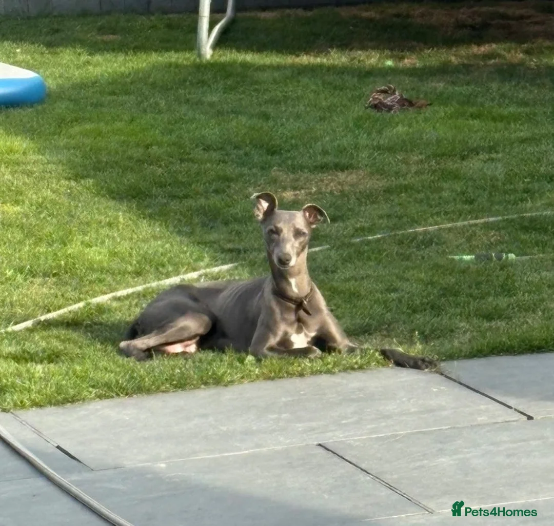 Whippet dogs for sale: Blue whippet puppies 💙 - Advert 2
