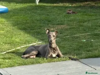 Whippet dogs Blue whippet puppies 💙 - Advert 13