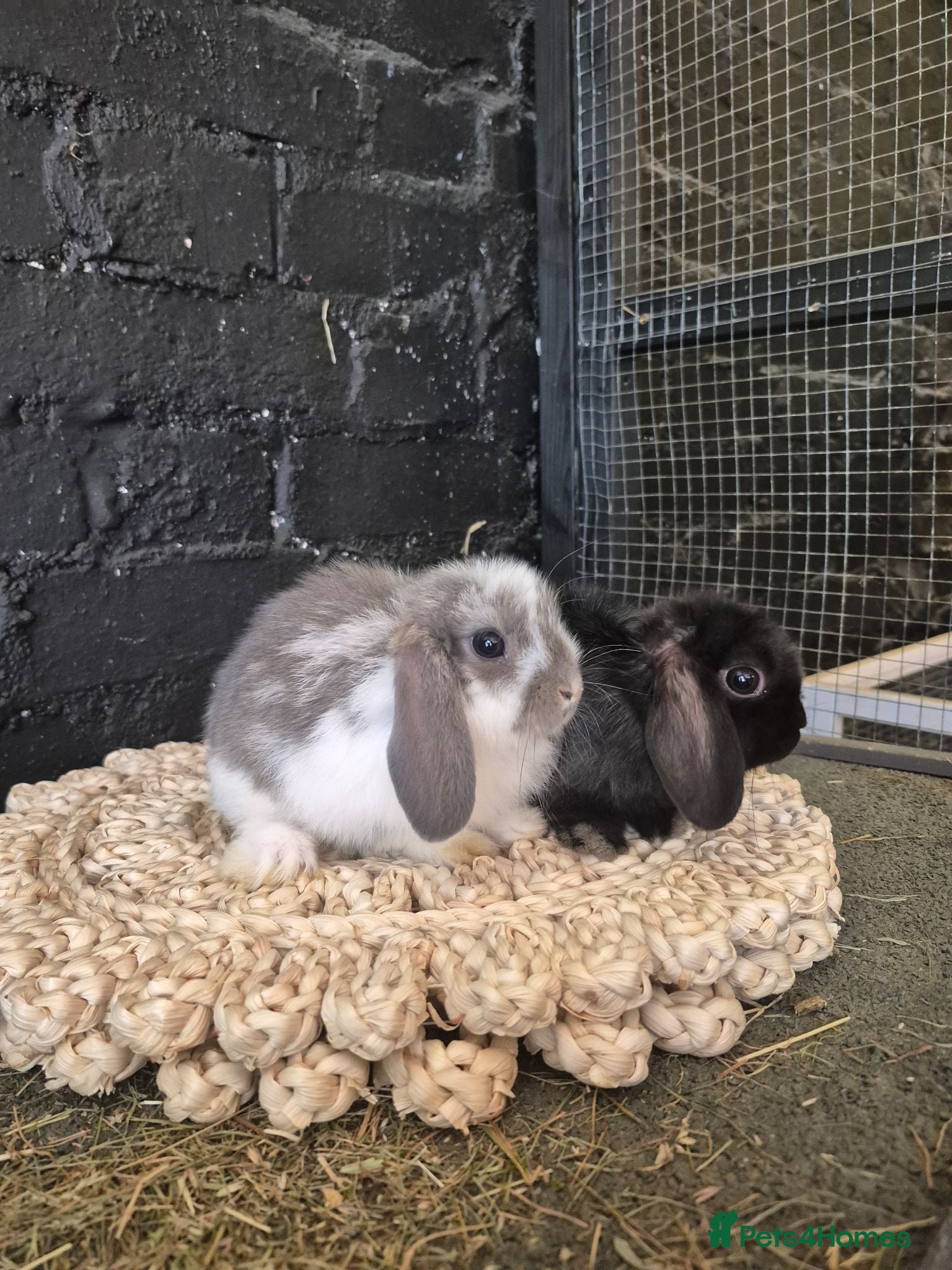 Mini Lop rabbits 2 boys left, Mini Lops ready now 🐰 - Advert 10