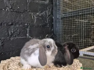 Mini Lop rabbits 2 boys left, Mini Lops ready now 🐰 - Advert 10