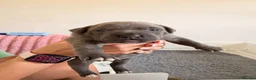 Staffordshire Bull Terrier dogs for sale: One blue brindle bitch available  - Advert 4
